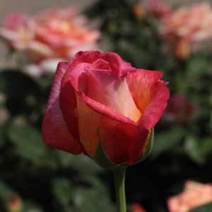Wcześnie i często kwitnąca, efektowna róża.
